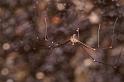 Pholcus_ZZ619_D8046_Z_87_Natural bridge_Australie
